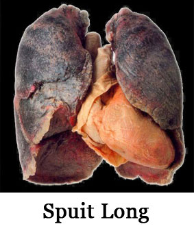 gezonde long